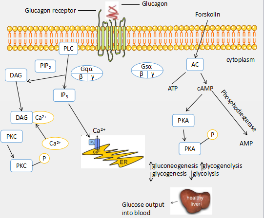 Glucagon signaling